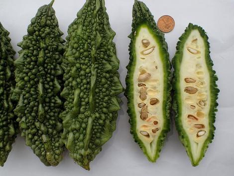 (تصویر) خیار تلخ؛ یک میوه شگفت‌ انگیز!