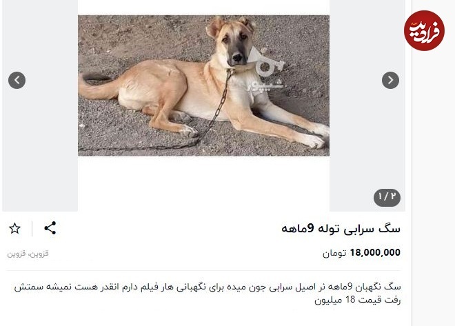 قیمت‌های عجیب سگ سرابی