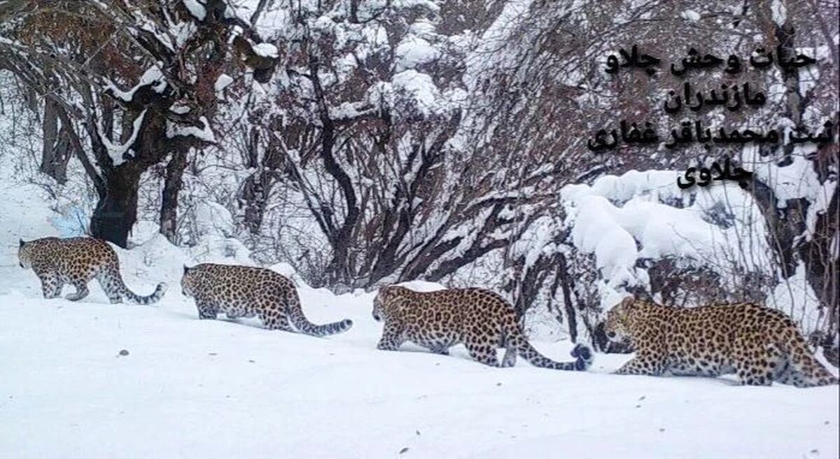 (تصویر) پیمایش خانوادگی پلنگ مادر و سه‌توله‌اش در ارتفاعات مازندران