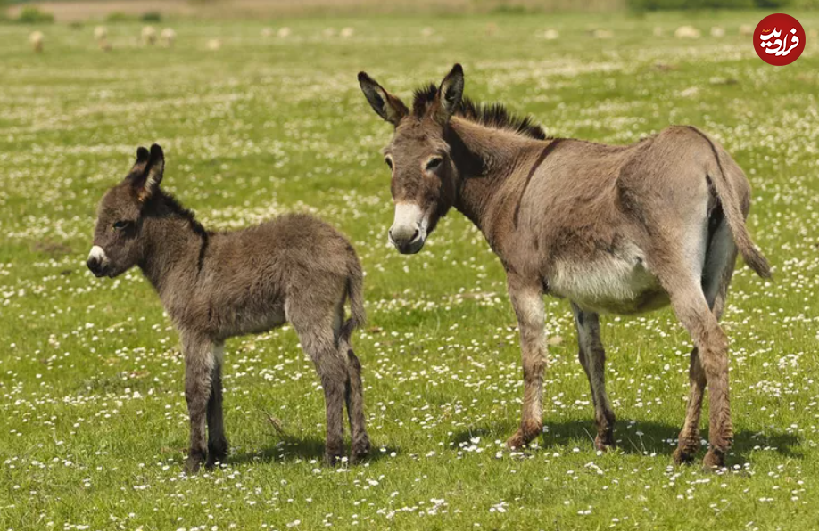 (تصاویر) این حیوانات شگفت انگیز طولانی‌ترین دوره بارداری را دارند!