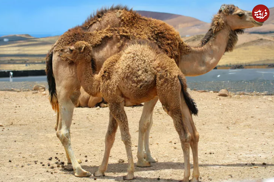 (تصاویر) این حیوانات شگفت انگیز طولانی‌ترین دوره بارداری را دارند!