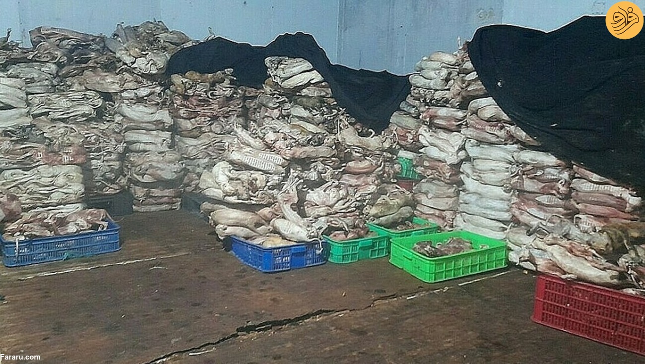 (ویدئو) کشف ۲۰۰۰ گربه مرده در کشتارگاه