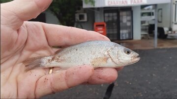در این بیابان خشک از آسمان ماهی می‌بارد!