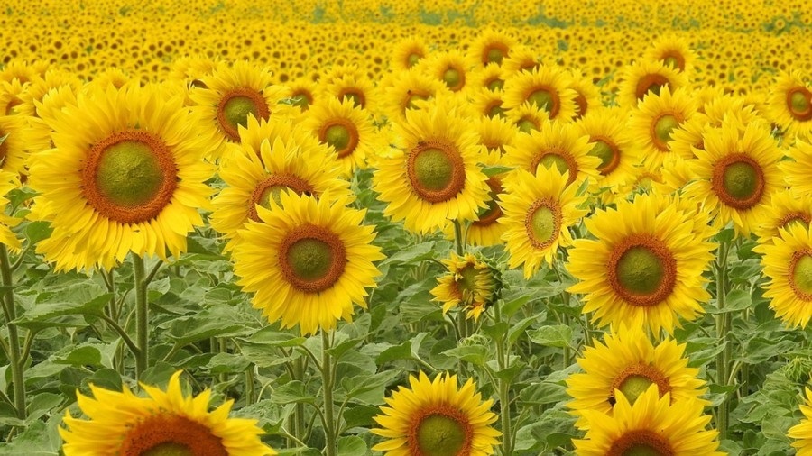 اگر بتوانید این معما را حل کنید، خیلی باهوش هستید