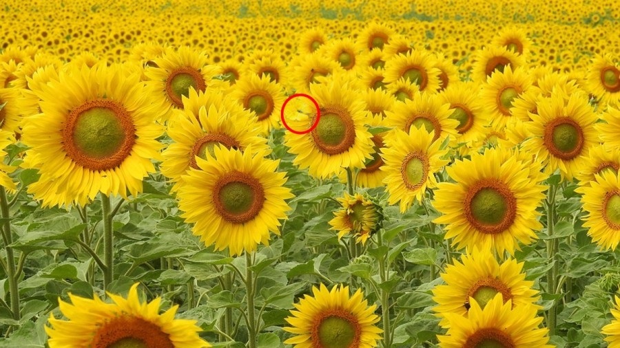 اگر بتوانید این معما را حل کنید، خیلی باهوش هستید