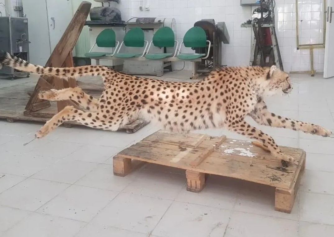 (عکس) از شایعه تا واقعیت؛ تصاویر پوست‌کندنِ «پیروز» واقعی است؟