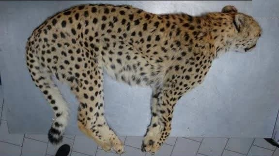 (عکس) از شایعه تا واقعیت؛ تصاویر پوست‌کندنِ «پیروز» واقعی است؟