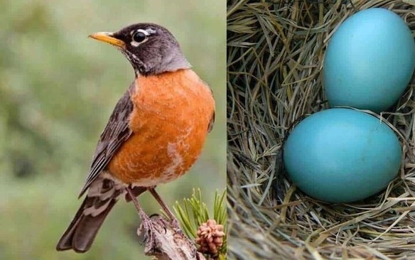۱۰ پرنده‌ای که تخم آبی می‌گذارند!