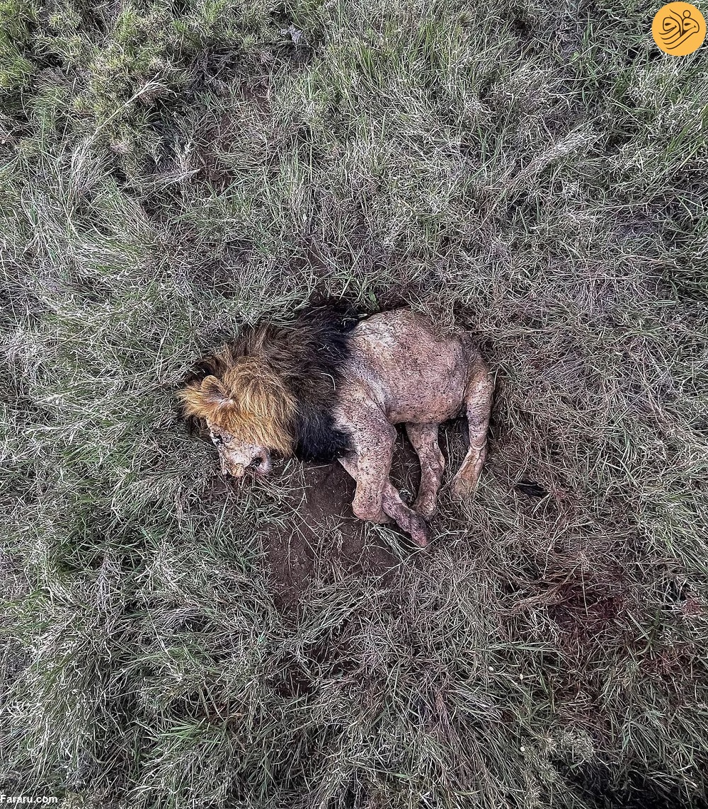 (عکس) پادشاه سرنگتی کشته شد