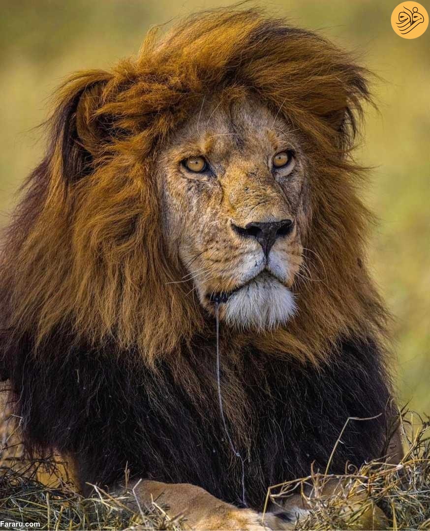 (عکس)