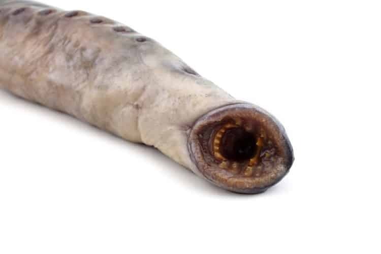 مارماهی