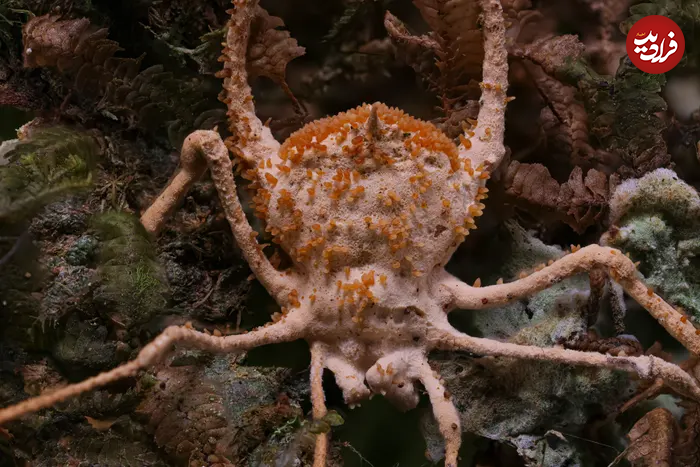 (تصویر) کشف قارچ عنکبوت‌کُش در جنگل‌های برزیل