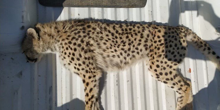 تصاویر تلخ یوزپلنگ تلف شده در سمنان/ این یوزپلنگ بالغ و ماده بود؛ بارداری یوز تایید شد؟