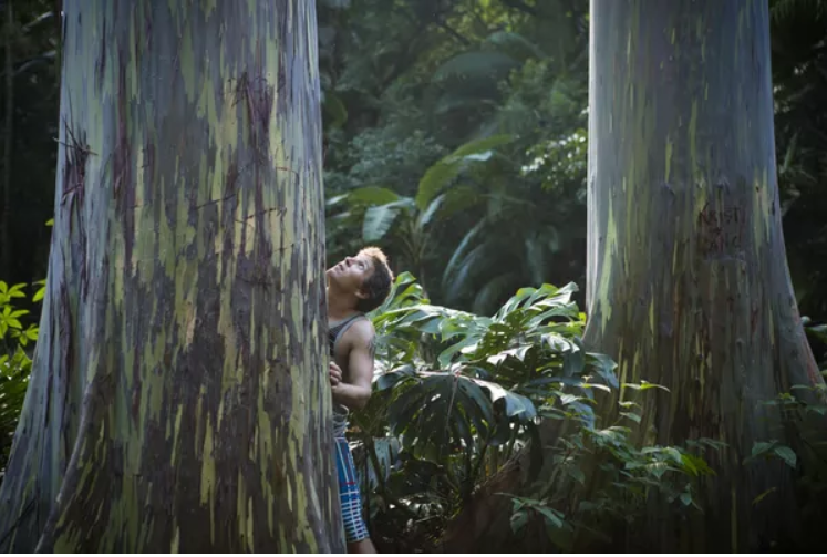 افسانه جنگلی: جنگل های غیر معمول در جهان