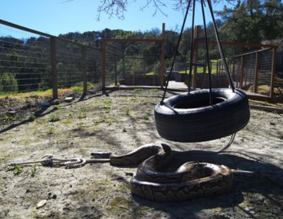 مار‌های آدم‌خوار از ناکجا آباد سر درآوردند!