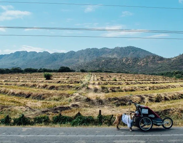 تام تورچیچ و سگ همسفرش؛ مردی که پیاده سراسر جهان را قدم زد/ پیاده روی هفت ساله مردی در سراسر جهان برای کشف معنای زندگی/ ملاقات با دهمین انسان و اولین سگی که دور دنیا را پیاده پیمودند//ترجمه