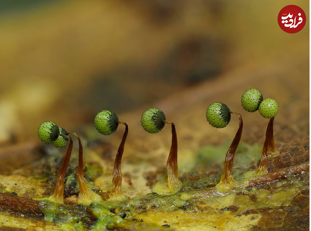 (تصاویر) زیبایی حیرت‌آور «کپک لجن»!