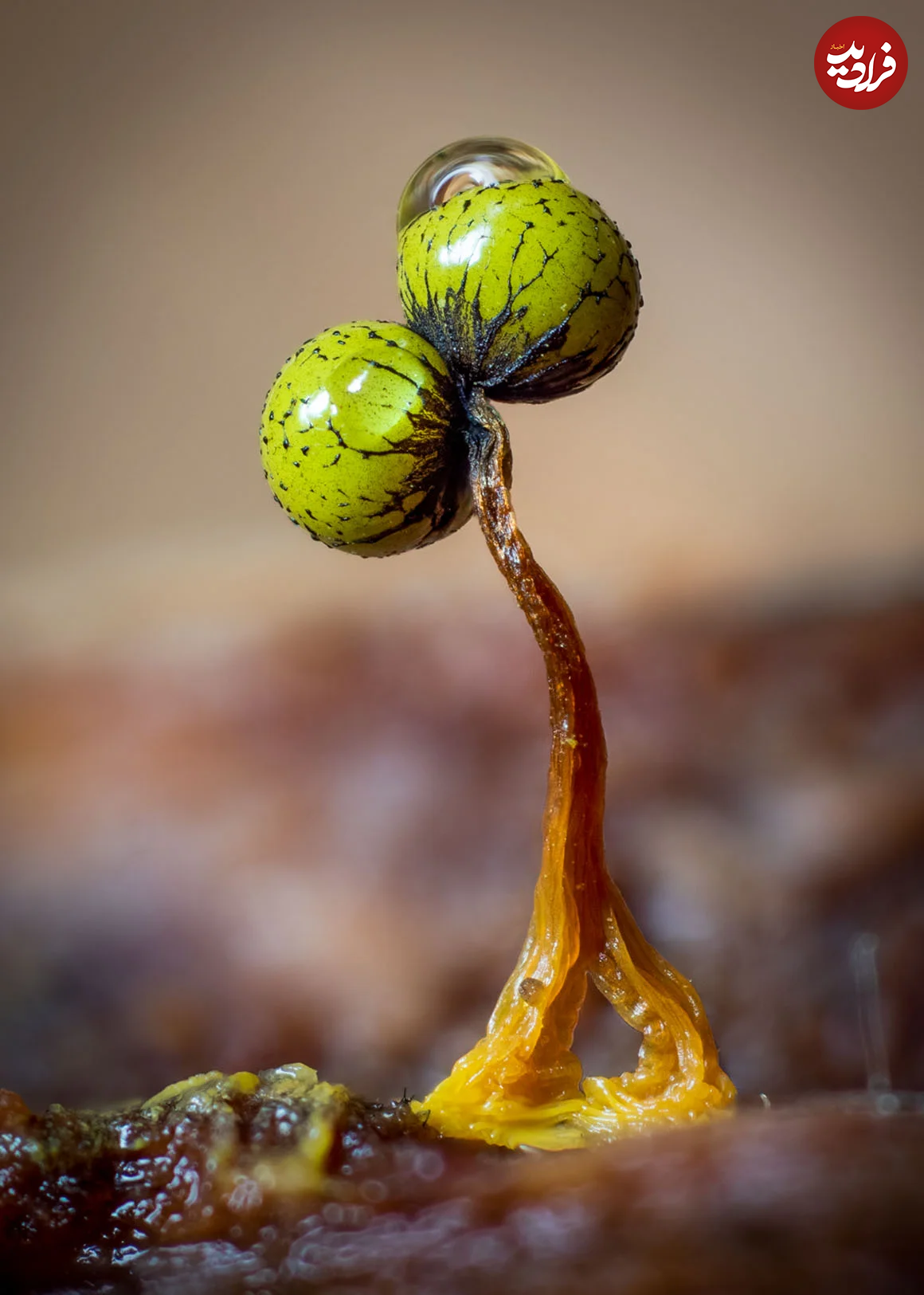 (تصاویر) زیبایی حیرت‌آور «کپک لجن»!