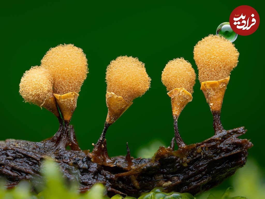 (تصاویر) زیبایی حیرت‌آور «کپک لجن»!