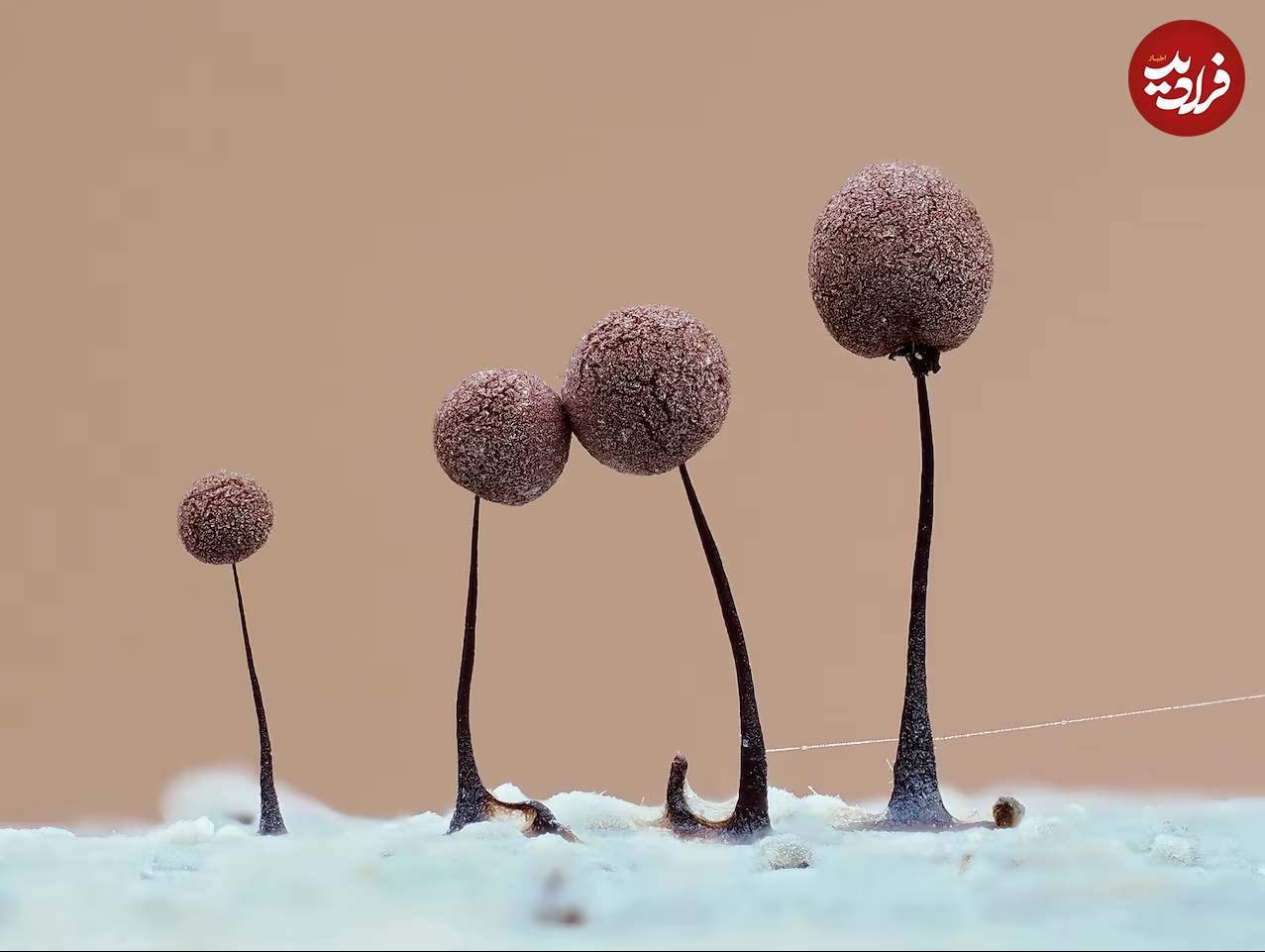 (تصاویر) زیبایی حیرت‌آور «کپک لجن»!