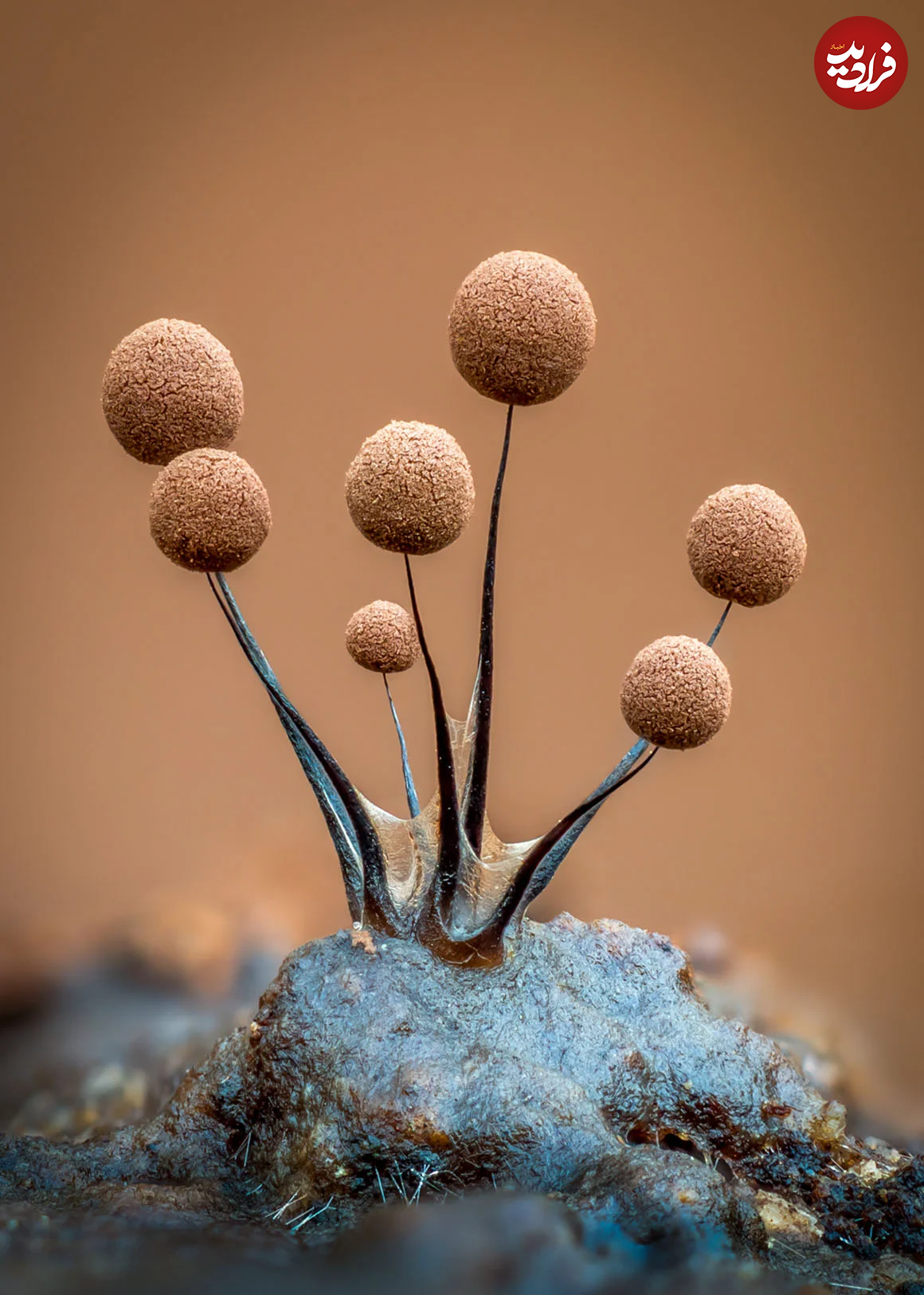 (تصاویر) زیبایی حیرت‌آور «کپک لجن»!