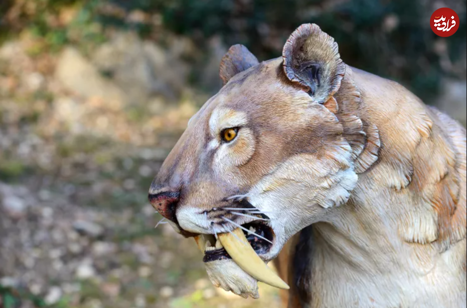 پلنگ شمشیر دندان
