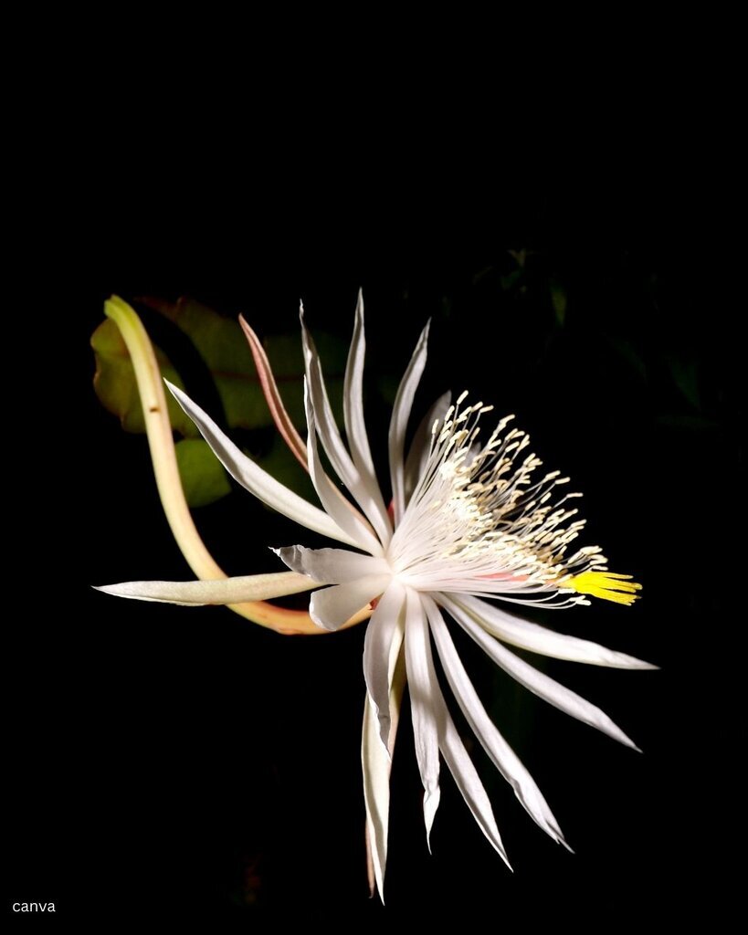 تصاویر گران‌ترین گل‌های جهان؛ ملکه شب را ببینید/این گل کاملا غیرقابل ارزش‌گذاری است