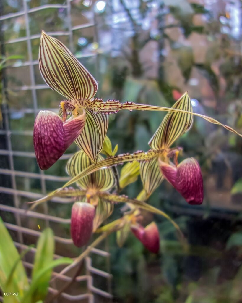 تصاویر گران‌ترین گل‌های جهان؛ ملکه شب را ببینید/این گل کاملا غیرقابل ارزش‌گذاری است