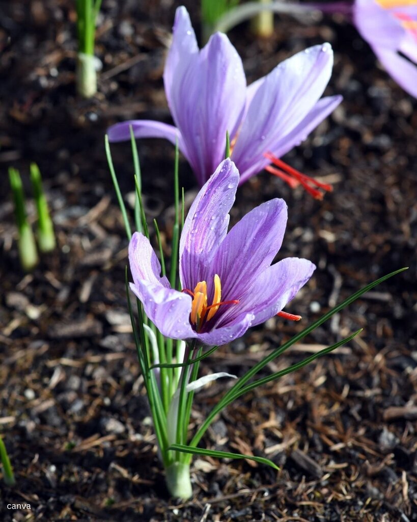 تصاویر گران‌ترین گل‌های جهان؛ ملکه شب را ببینید/این گل کاملا غیرقابل ارزش‌گذاری است