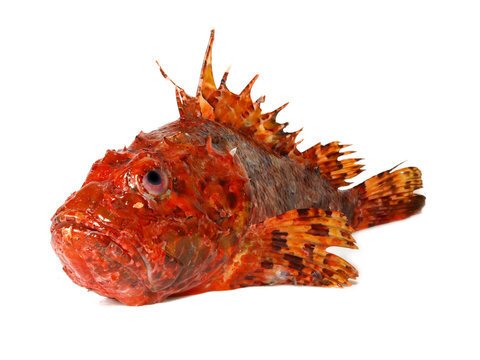 (تصاویر) عقرب ماهی؛ استاد استتار و شگفت انگیز در شکار طعمه