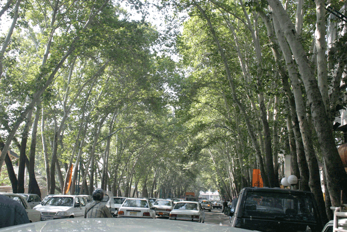 چه کسی تهران را چنارستان نامید/ این روستا مهد چنار‌های کهنسال کرج است/محبوبیت کهنسال‌ترین درخت سیب برغان