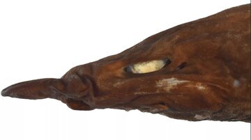 (عکس) شکار کوسه چشم‌سفید در اعماق تاریکی