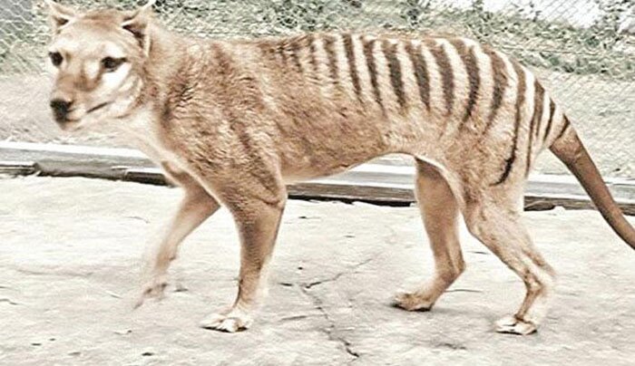 ببر تاسمانی