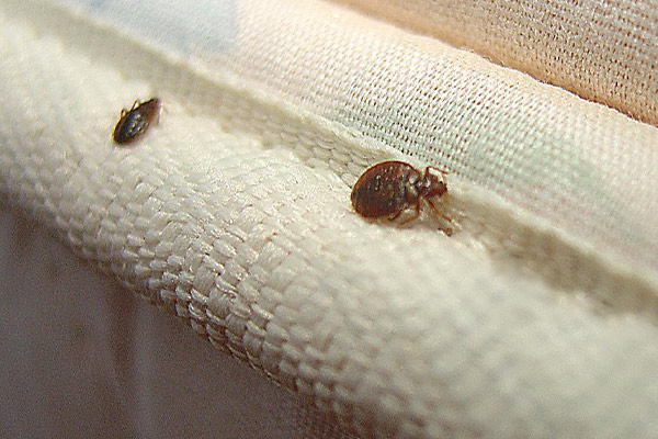 بهترین سم برای از بین بردن ساس