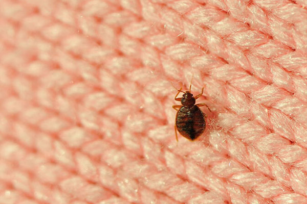 بهترین سم برای از بین بردن ساس