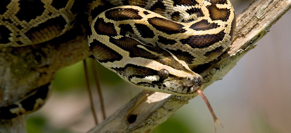 مار