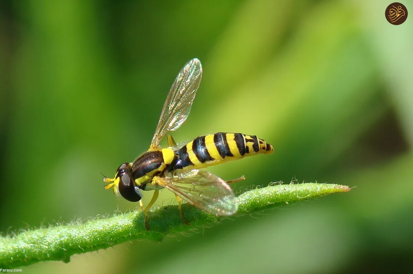 در دفاع از مگسها؛ به دنیای عجیب و غریب مگسها خوش آمدید در دفاع از مگسها؛ به دنیای عجیب و غریب مگسها خوش آمدید