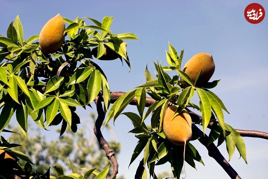 (تصاویر) درختانی با نمادهای اسرارآمیز در صحرای استرالیا