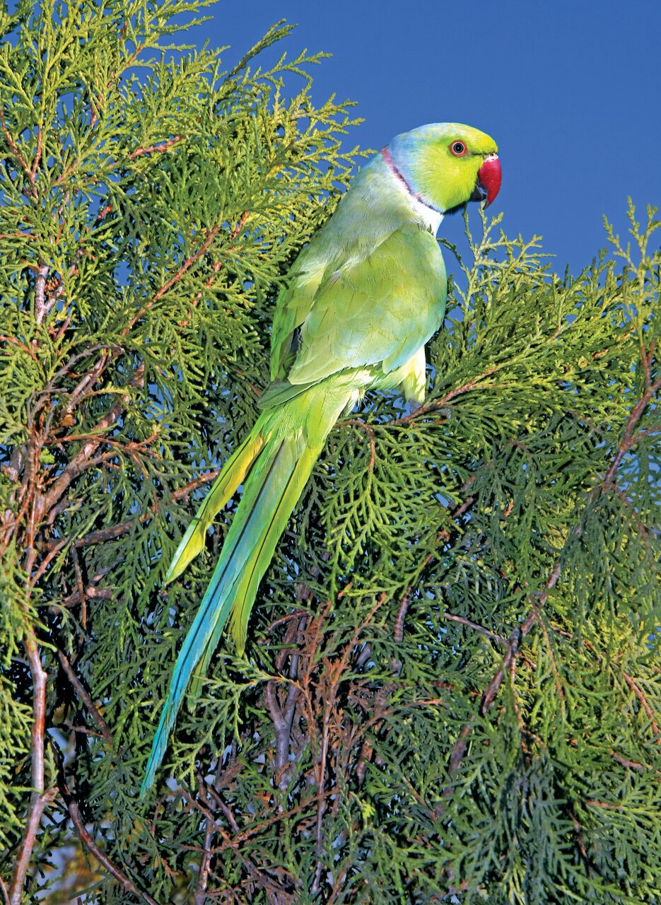 (تصاویر) شکار پرندگان منطق‌الطیر عطار با دوربین