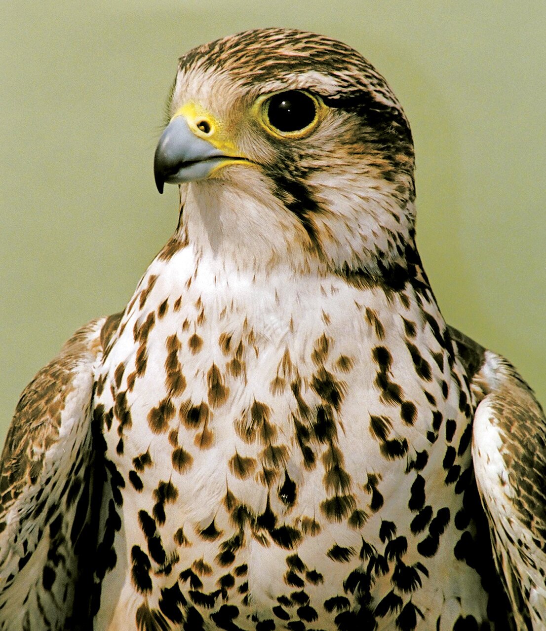 (تصاویر) شکار پرندگان منطق‌الطیر عطار با دوربین