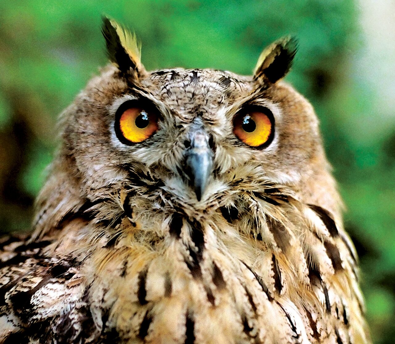 (تصاویر) شکار پرندگان منطق‌الطیر عطار با دوربین