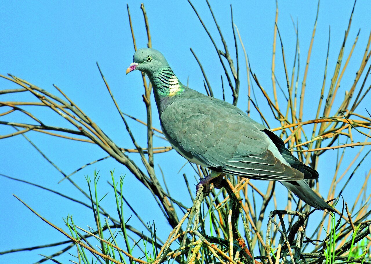 (تصاویر) شکار پرندگان منطق‌الطیر عطار با دوربین