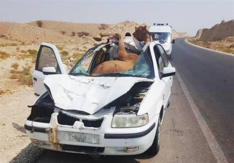 (تصویر) یک شتر جان ۴ نفر را گرفت!