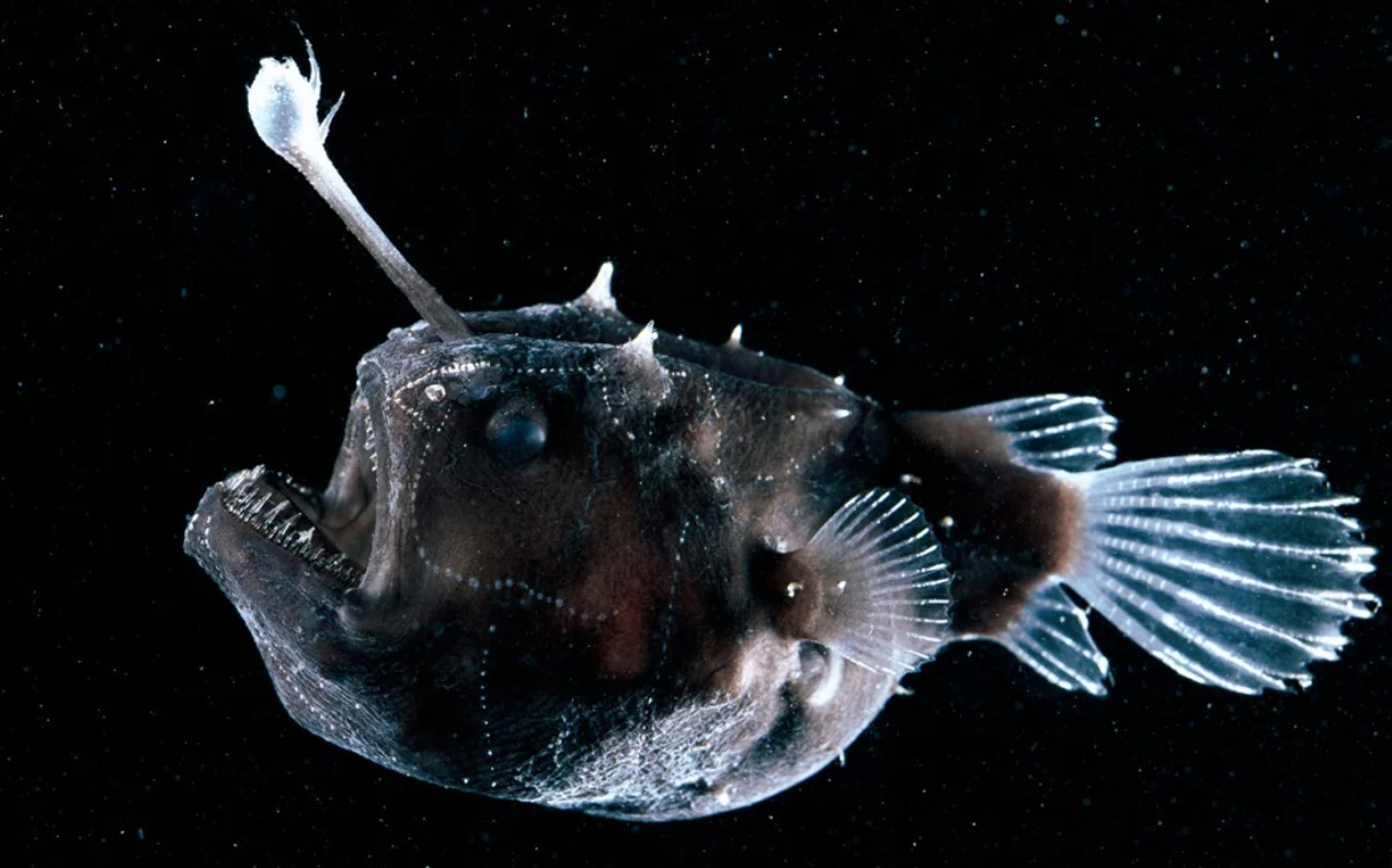 آن چه در مورد اعماق اقیانوس می دانیم و چرا کاوش در آن بسیار خطرناک است؟