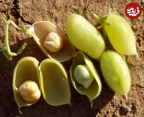 داستان منشأ عجیب نخود؛ این دانه خوراکی شگفت انگیز از کجا آمد؟