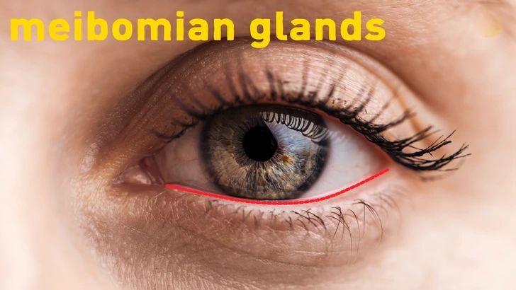 ۱۷ ویژگی نادر بدن که تنها در ۸ درصد انسان‌ها دیده می‌شود