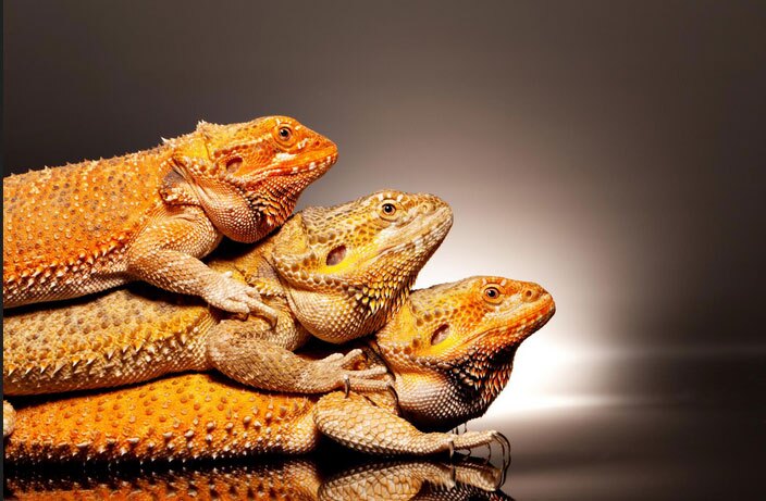 (تصاویر) ردپای اژدهای اساطیری در حیات‌وحش!