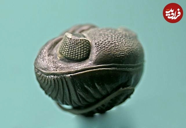 این جانور باستانی چشم‌هایی از جنس «سنگ» داشت