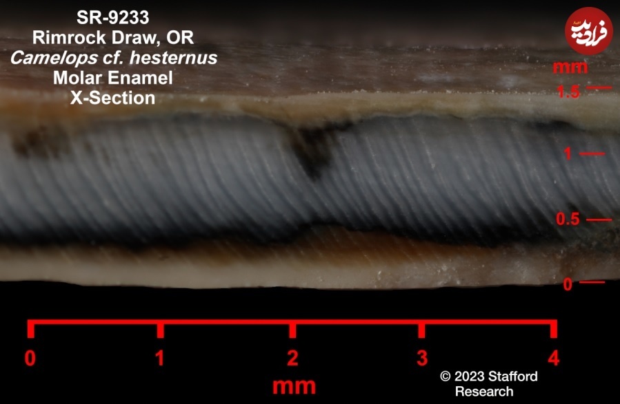 قدیمی‌ترین «خانۀ انسان» در آمریکا کشف شد