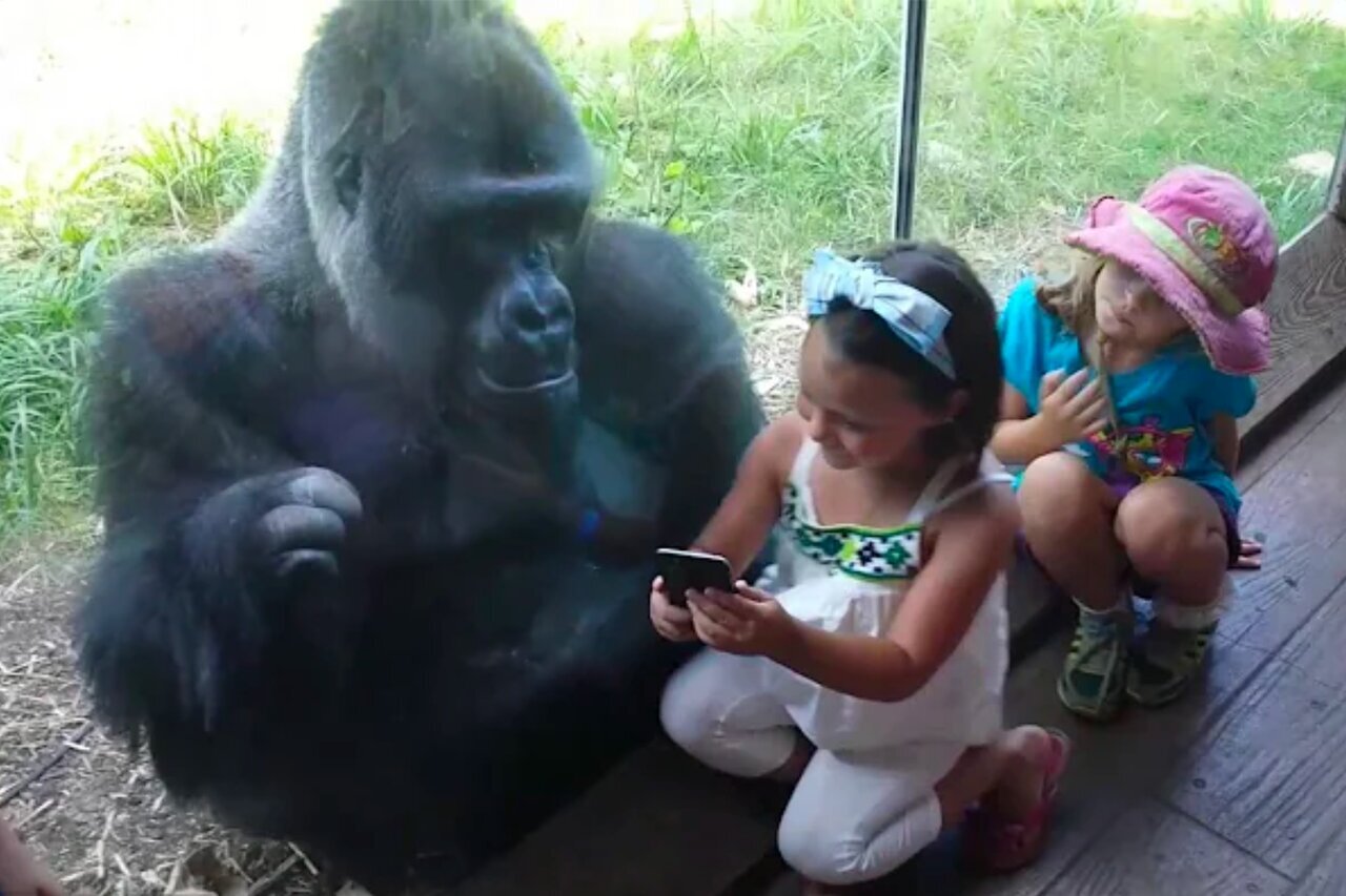 (عکس) واکنش گوریل‌های باغ‌وحش به تصاویر ویدیویی